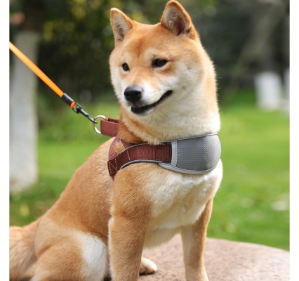 赤峰出租寵物電話號碼是多少號-第1張圖片