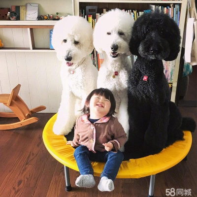 赤峰狗狗代買電話號(hào)碼查詢地址-第1張圖片