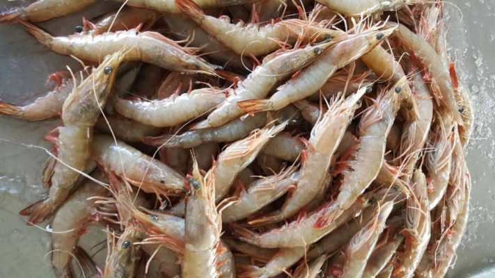 赤峰楊樹口蘑批發(fā)市場電話號碼-第1張圖片