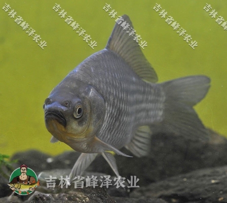 赤峰雷營子垂釣基地電話號碼-第1張圖片