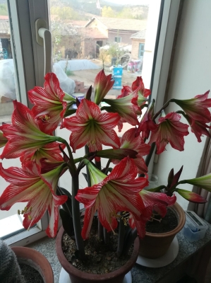 赤峰鮮花工廠地址和電話號碼-第1張圖片