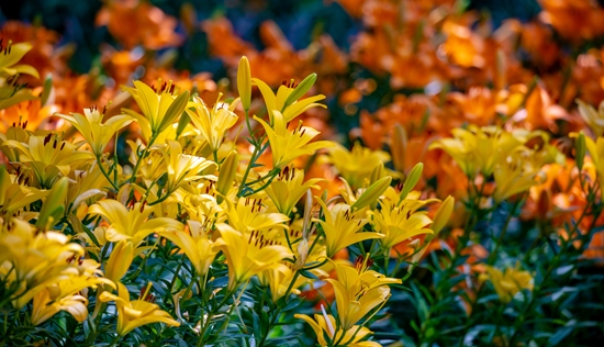 赤峰紅葉谷景區(qū)電話多少號-第1張圖片