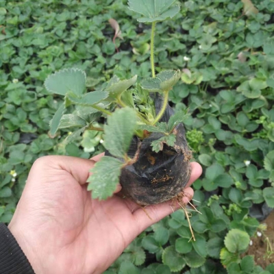 赤峰烏丹草莓種植基地電話號(hào)碼-第1張圖片