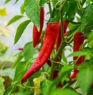 赤峰烏丹辣椒種植基地電話號碼-第1張圖片