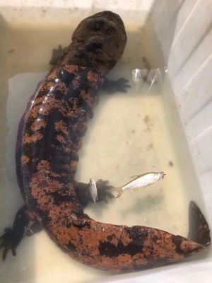 赤峰水庫魚直銷店地址電話號(hào)碼-第1張圖片