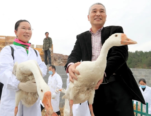 赤峰賣(mài)大種鵝的地方電話號(hào)碼-第1張圖片
