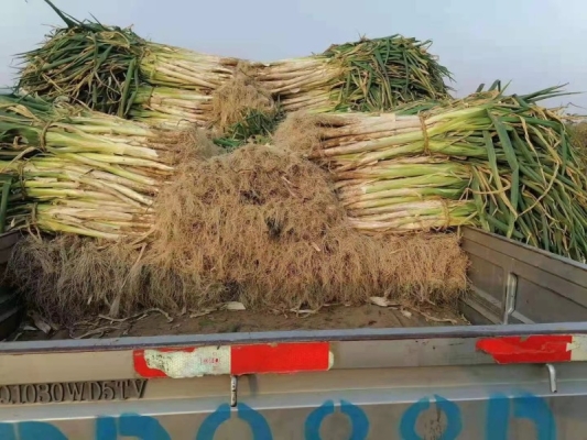 赤峰市區(qū)賣大蔥電話號(hào)碼是多少-第1張圖片