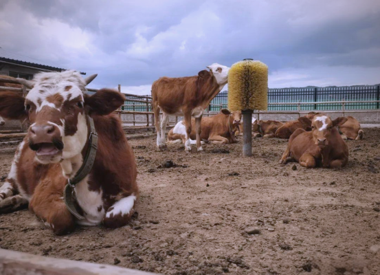 赤峰下洼奶牛廠電話號(hào)碼多少-第1張圖片