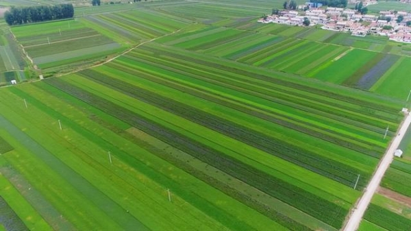 赤峰種植辣根基地電話號碼-第1張圖片