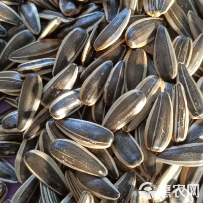 赤峰市種子鑒定公司電話號碼-第1張圖片