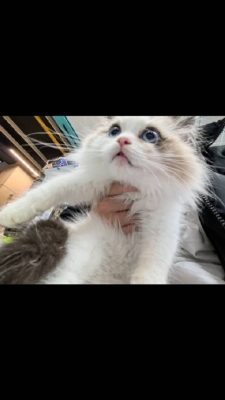 赤峰市布偶貓出售店電話號(hào)碼-第1張圖片