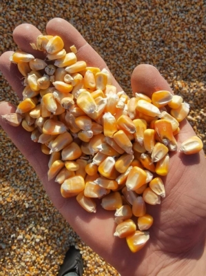 赤峰散裝玉米批發(fā)市場電話號碼-第1張圖片