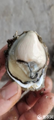 赤峰半殼生蠔批發(fā)電話號(hào)碼-第1張圖片