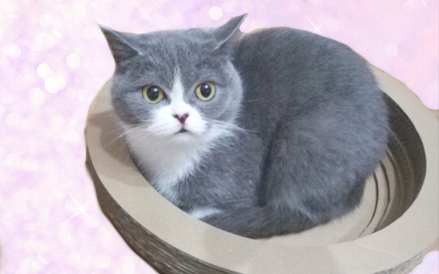 赤峰小爪爪寵物醫(yī)院電話號碼-第1張圖片