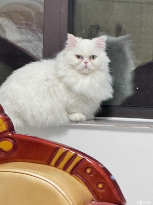 赤峰市送小貓電話多少號-第1張圖片