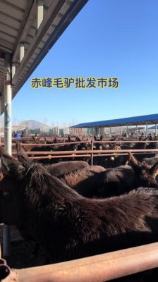 赤峰養(yǎng)驢電話是多少錢的-第1張圖片