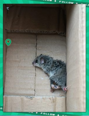 赤峰睡鼠店鋪地址查詢電話號(hào)碼-第1張圖片