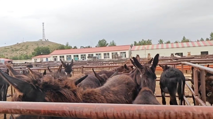 赤峰養(yǎng)驢托管中心地址電話號(hào)碼-第1張圖片