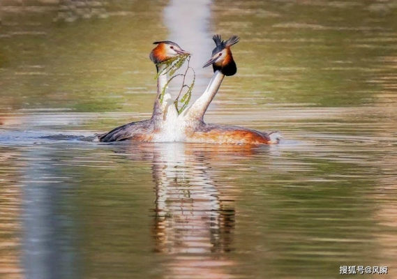 赤峰紅嘴鴨苗基地電話多少號(hào)-第1張圖片