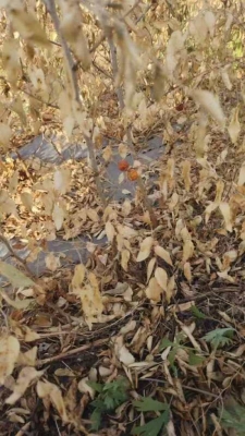 赤峰苗醫(yī)泡腳店地址電話號碼-第1張圖片