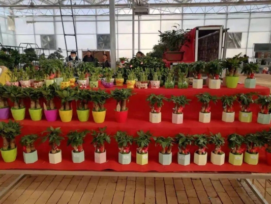 赤峰市批發(fā)市場在哪里?-第1張圖片