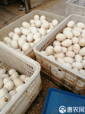 赤峰出售鵝蛋廠家電話號碼多少-第1張圖片