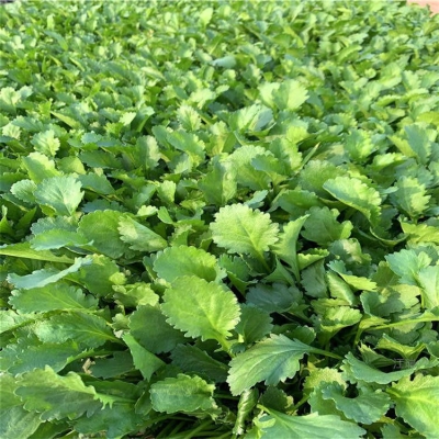 赤峰大濱菊苗基地電話號碼-第1張圖片