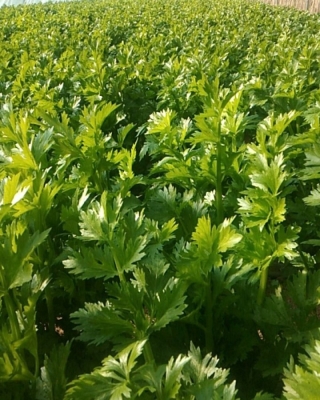 赤峰林西面粉銷售電話號碼-第1張圖片