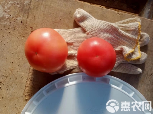 赤峰西紅柿基地電話-第1張圖片