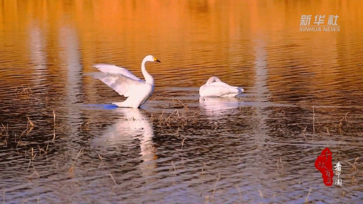 赤峰有賣大雁肉的嗎電話號(hào)碼-第1張圖片