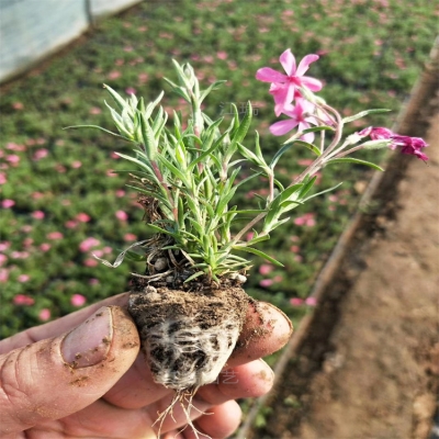 芝櫻花苗價(jià)格查詢-第1張圖片