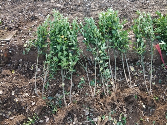 赤峰冬青綠化苗批發(fā)電話號碼-第1張圖片