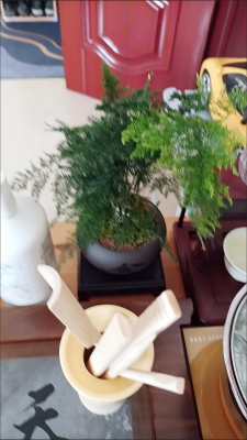 赤峰綠植批發(fā)市場(chǎng)-第1張圖片