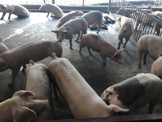 赤峰最近的生豬屠宰場(chǎng)電話號(hào)碼-第1張圖片