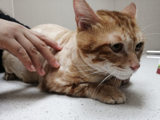 赤峰小祥寵物醫(yī)院電話地址查詢-第1張圖片