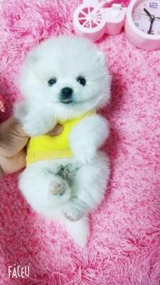 赤峰馬爾泰寵物狗市場電話號碼-第1張圖片