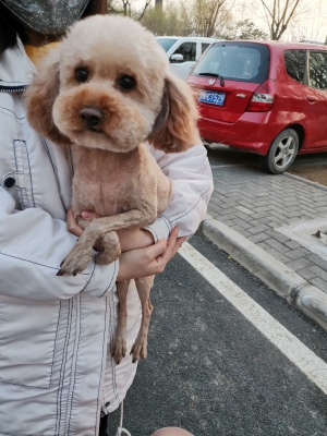 赤峰菲菲寵物診所電話(huà)多少號(hào)-第1張圖片