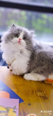 赤峰大嘴寵物店電話地址查詢-第1張圖片