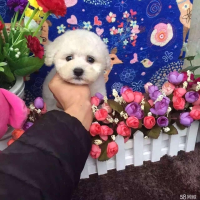 赤峰比熊寵物店地址電話號(hào)碼-第1張圖片