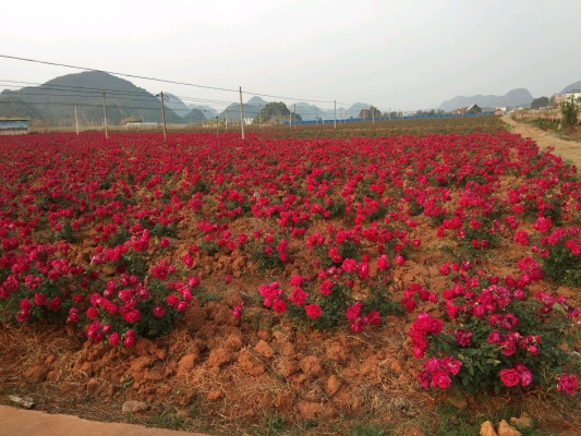 赤峰市玫瑰花園社區(qū)電話號(hào)碼-第1張圖片