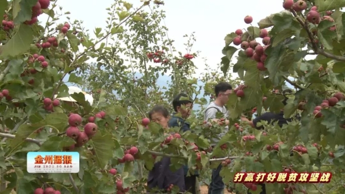 赤峰山楂采摘基地電話多少號(hào)-第1張圖片