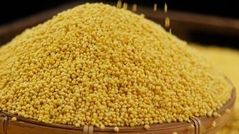 赤峰收購苜蓿草的公司電話號碼-第1張圖片