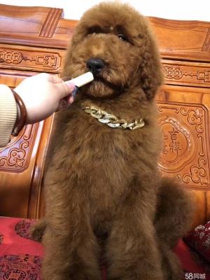 赤峰巨貴犬繁殖基地電話號(hào)碼-第1張圖片