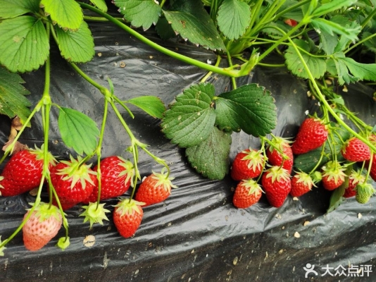 赤峰老劉頭采摘園電話號(hào)碼查詢-第1張圖片