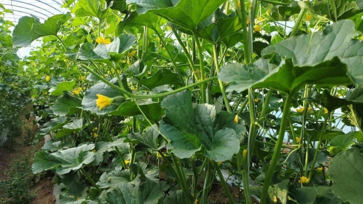 赤峰林西縣采摘園電話號碼-第1張圖片