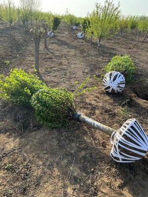 赤峰榆葉梅苗木批發(fā)電話號碼-第1張圖片