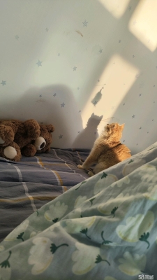 赤峰寵物收養(yǎng)所-第1張圖片