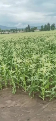 赤峰有收甜玉米的嗎電話號(hào)碼-第1張圖片