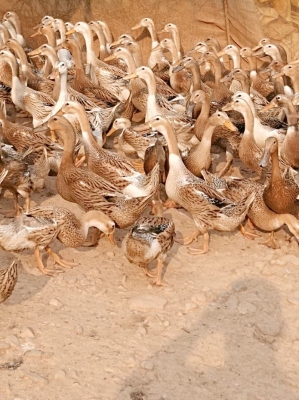 赤峰市活雞活鴨出售電話號(hào)碼-第1張圖片