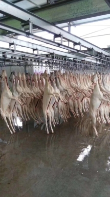 赤峰山羊 屠宰場(chǎng)電話多少號(hào)-第1張圖片